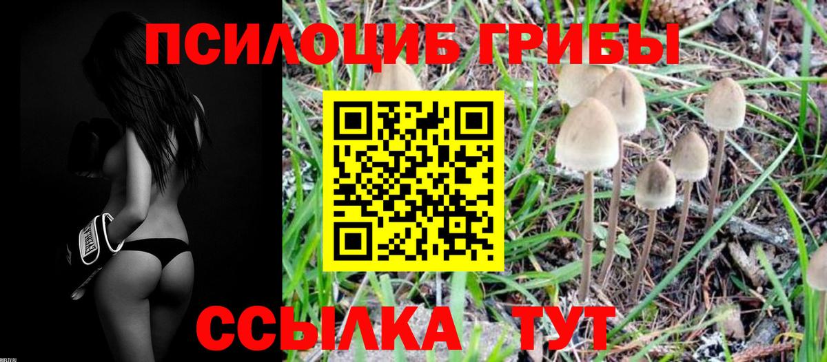 Бийск  Галлюциногенные грибы Psilocybe  Вход с VPN 